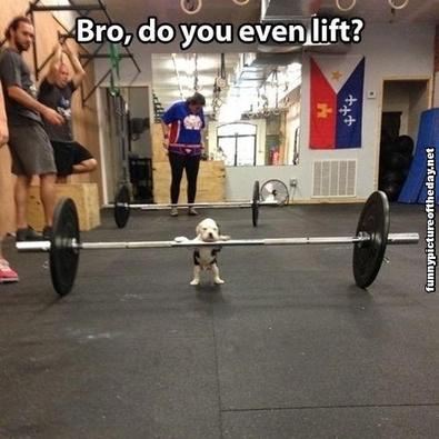 Bro do you even lift funny dog 