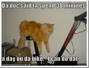 Funny Cat Picture Fitness Motivation Humour